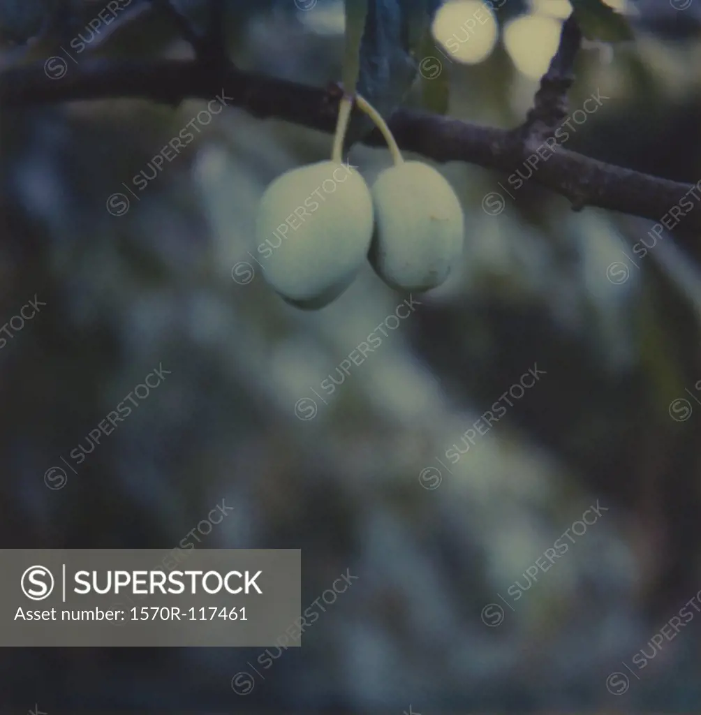 Detail of olives growing on a tree