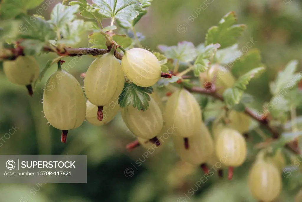 Detail of gooseberries on a branch
