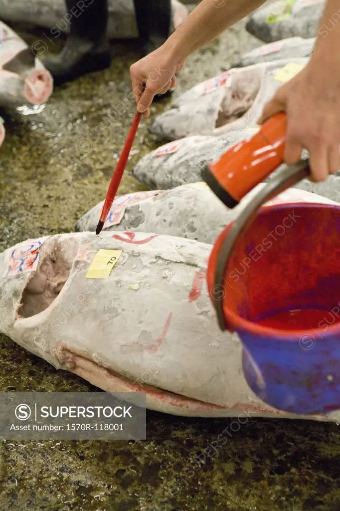 Detail of a person grading tuna at a fish market