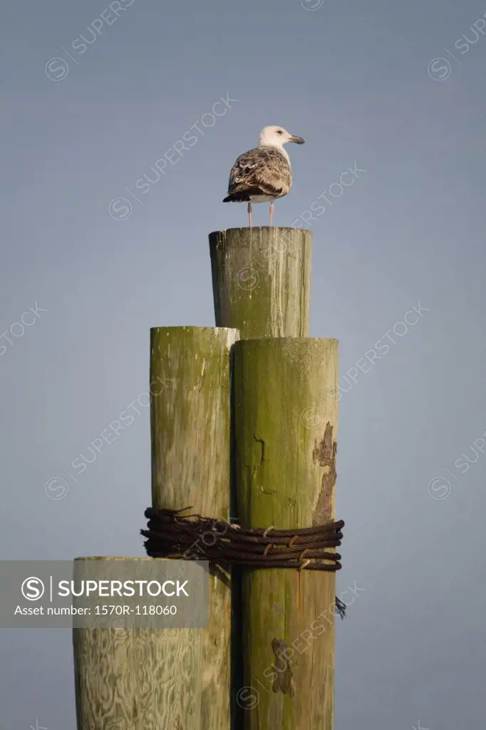 A seagull standing on wooden posts