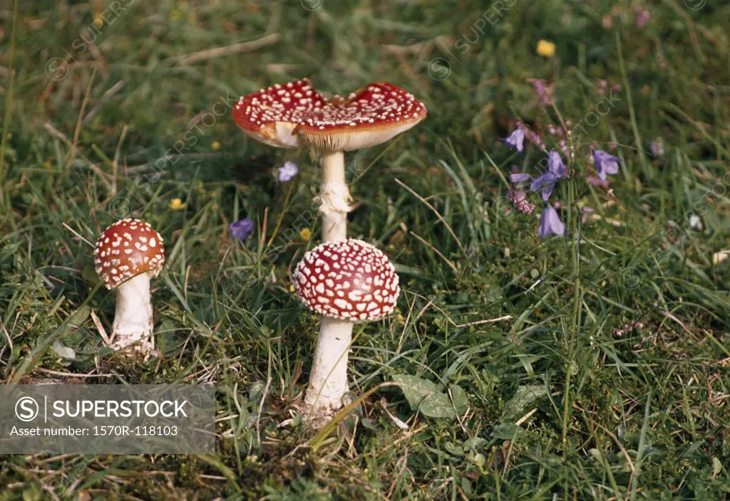 Fly agaric mushrooms growing in a field