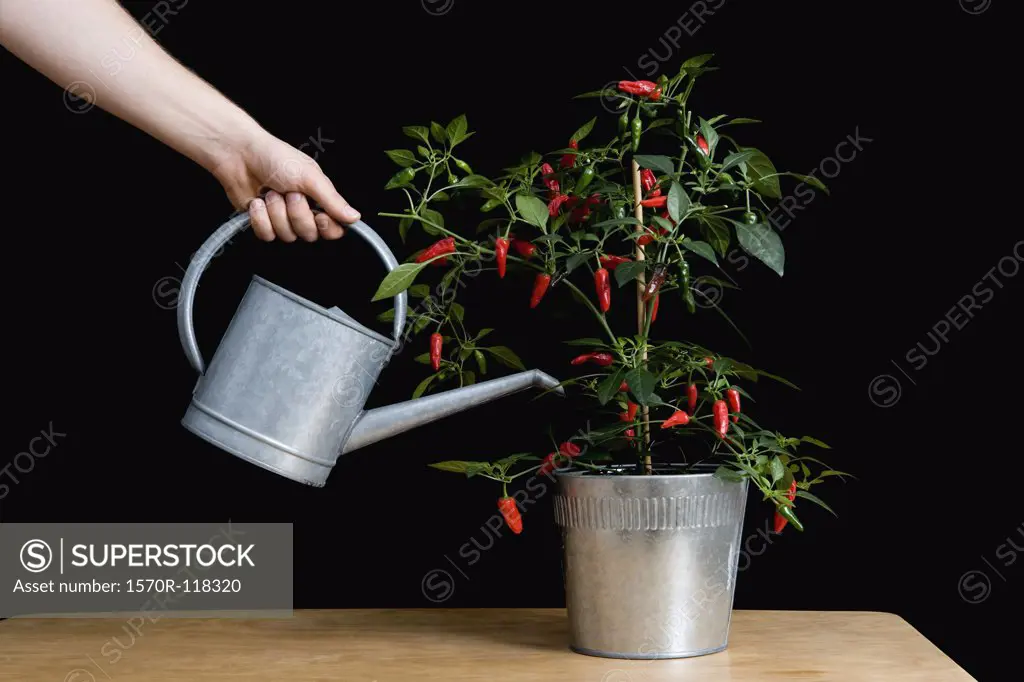 Detail of a man watering a chili plant