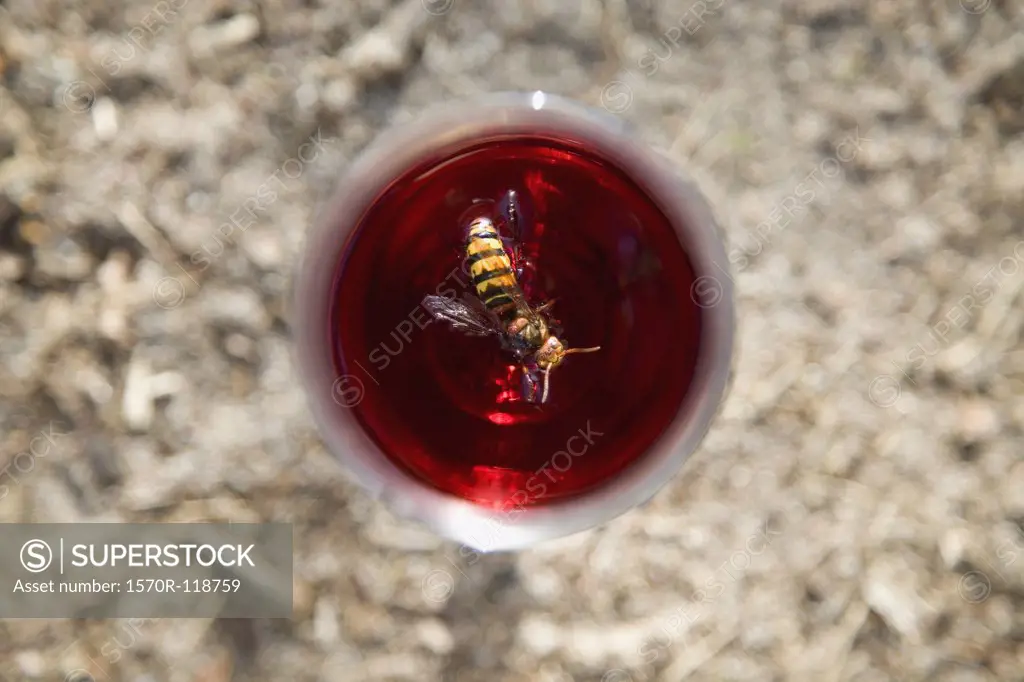 A wasp in a drink