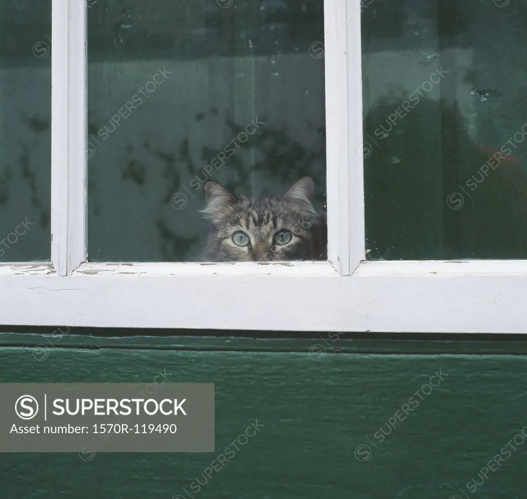 Tabby cat looking through a window