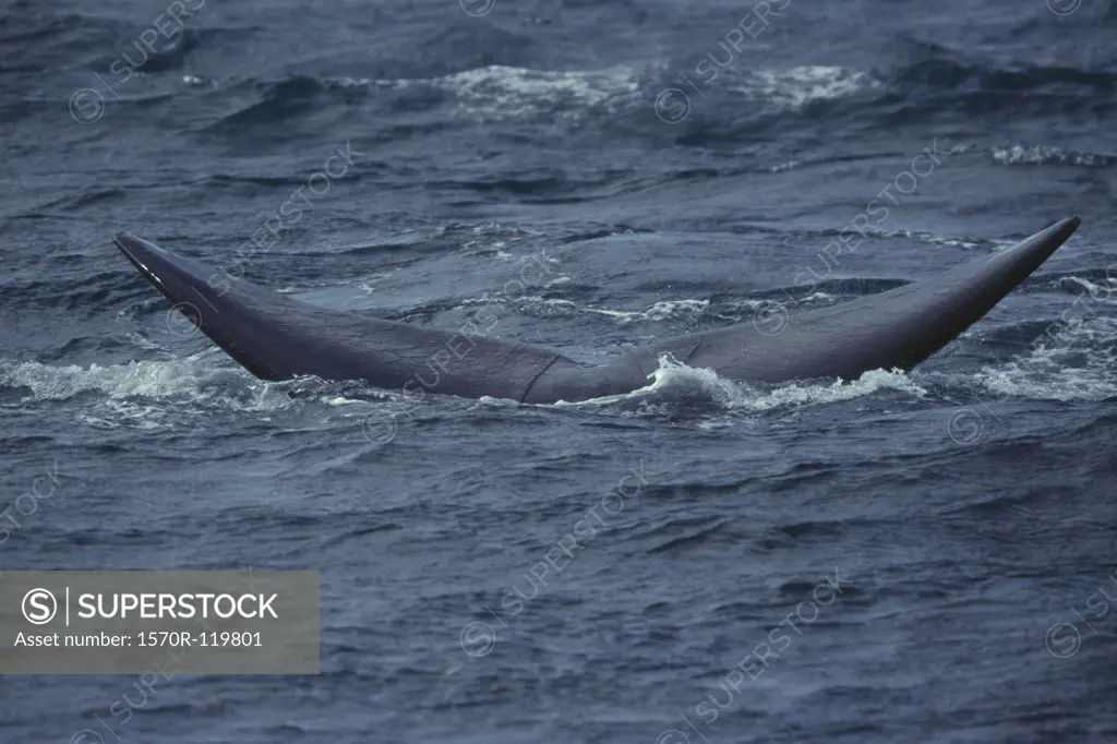 Southern Right Whale (Eubaleana Australis) diving into the sea, Valdes Peninsula, Argentina