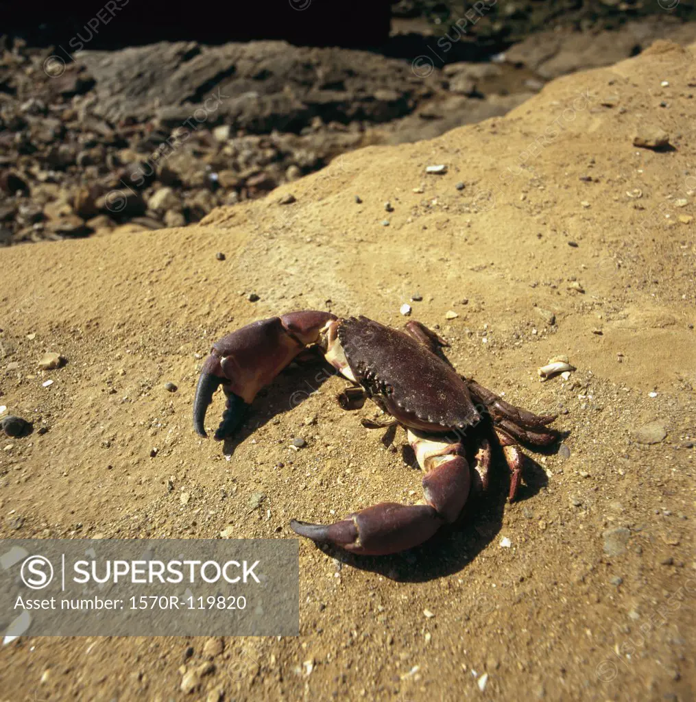 Crab on sandy ledge