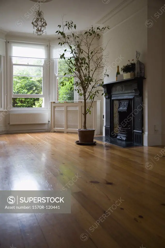 Potted plant in front of a fireplace in an empty room