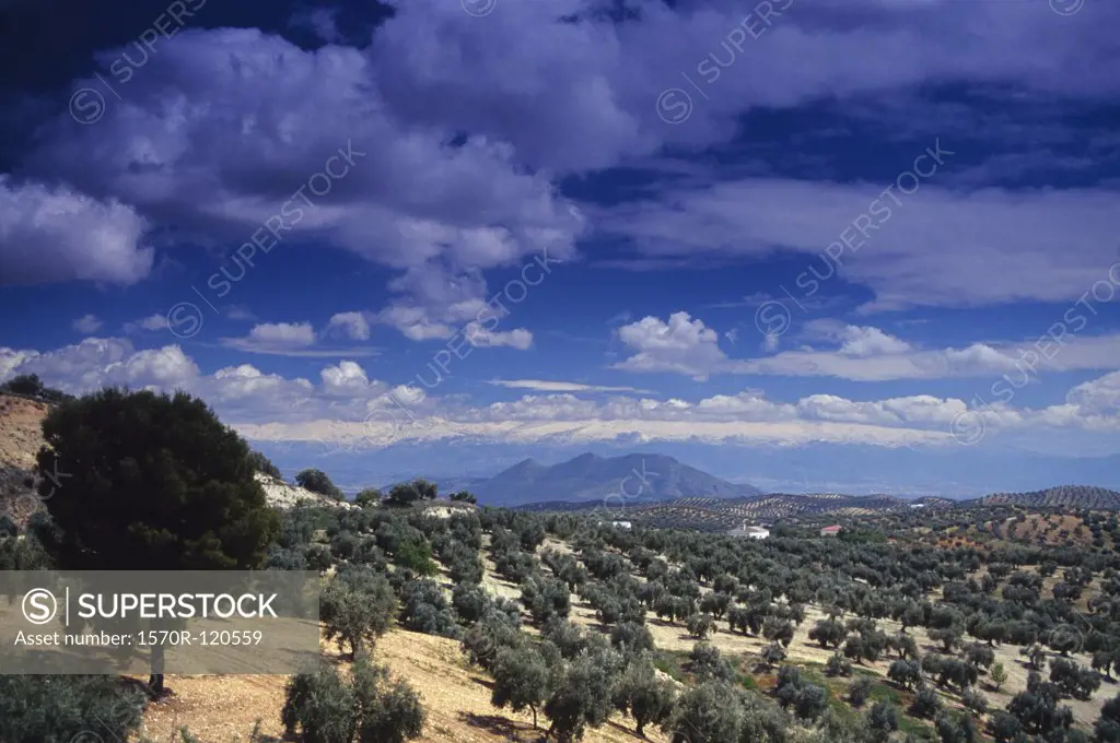 Olive groves across a rural landscape