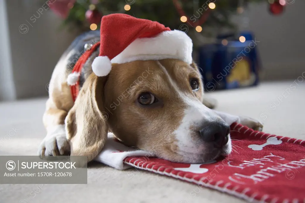 Beagle lying on a Christmas stocking whilst wearing a Santa hat