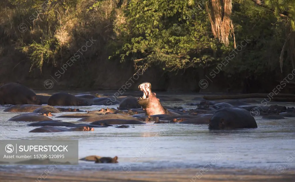 Hippopotamus bathing