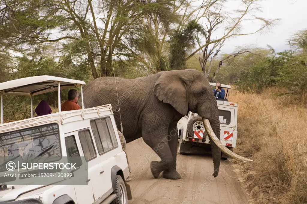 An elephant walking between two safari vehicles