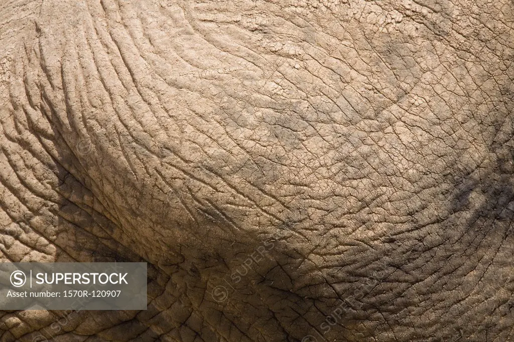 Close up of elephant skin