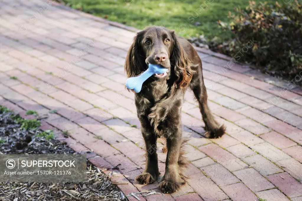 A brown dog standing on a garden path with a rubber bone in its mouth