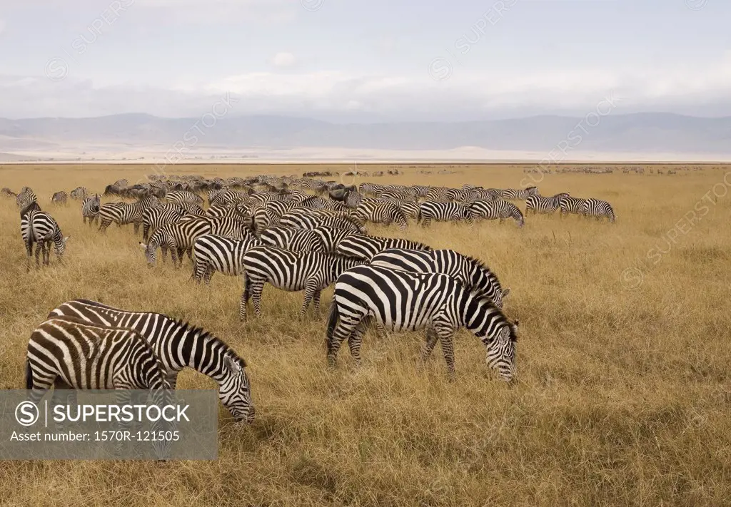 A herd of zebras