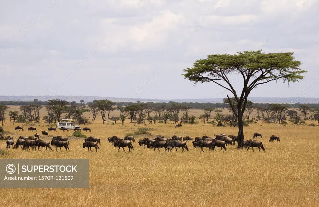 Safari vehicle driving past a herd of wildebeest
