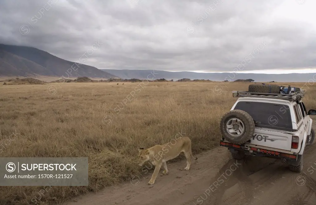 Lioness walking past safari vehicle