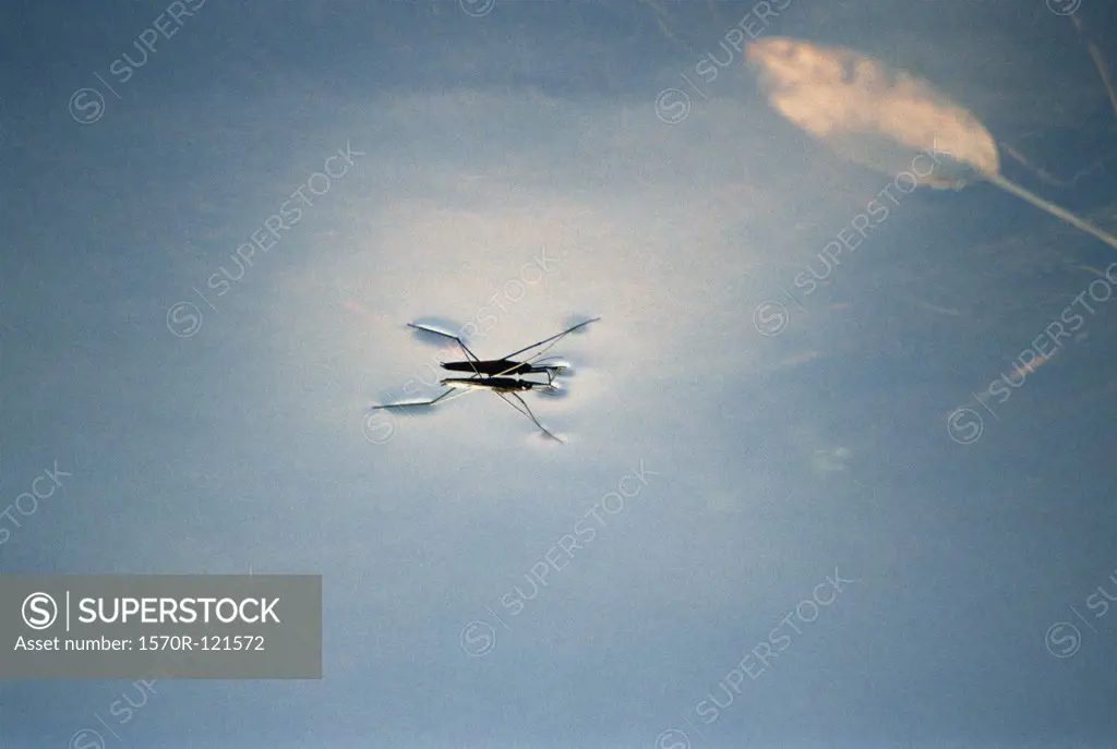 A fly floating on a pond