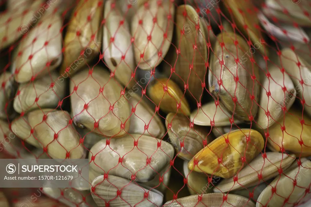 Cockle Clams in a net bag