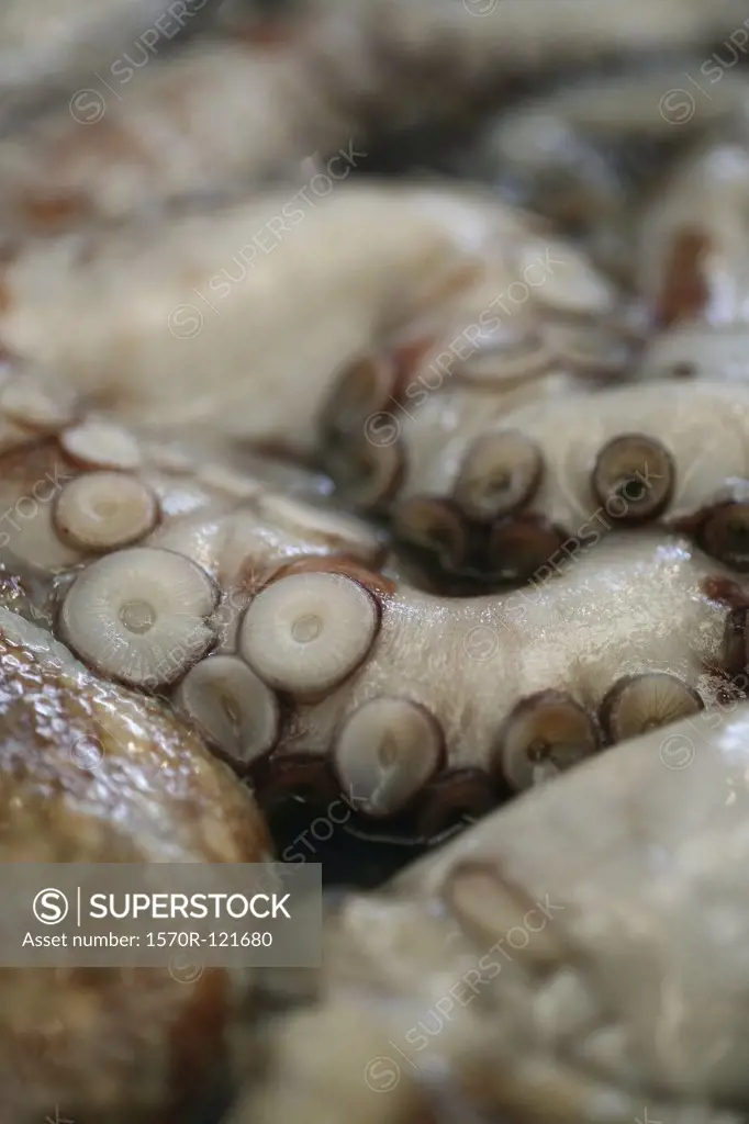 Close up of Octopus arms