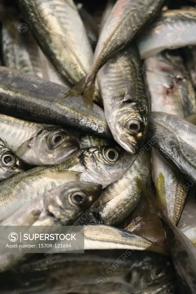 Pile of Sardines