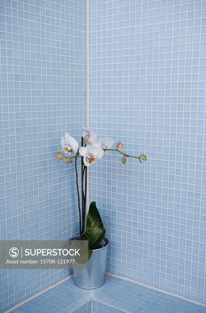 A plant in a blue tiled bathroom