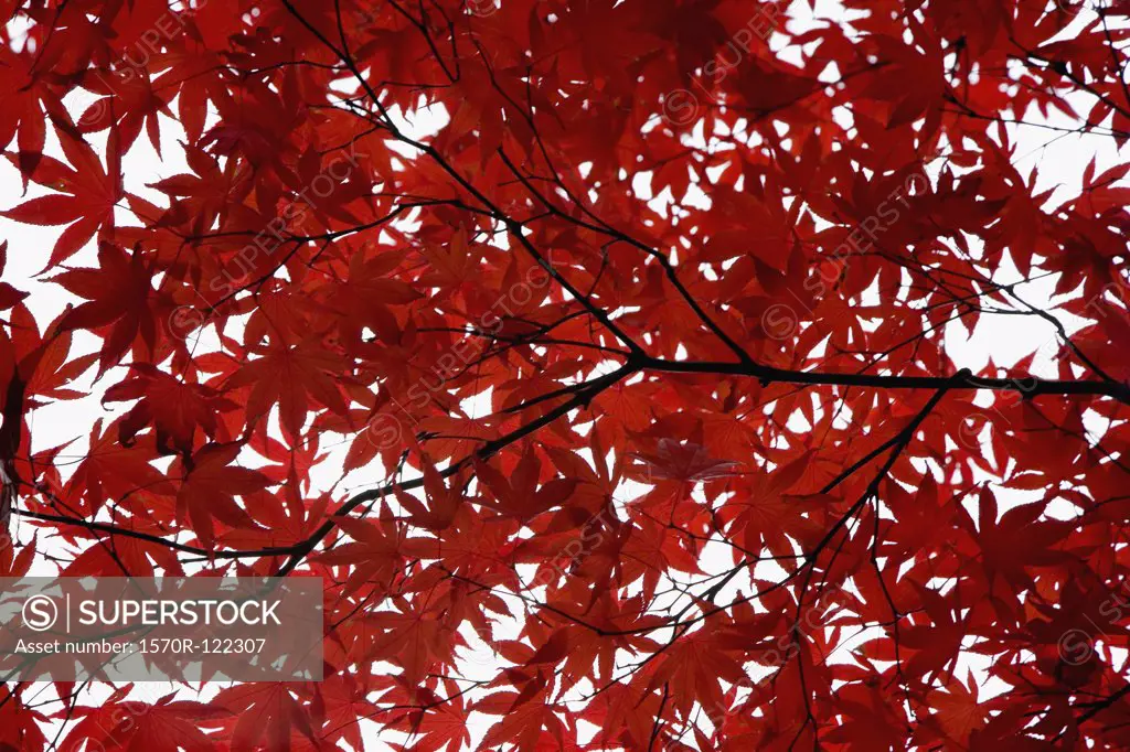 Red leaves on a Maple tree in Autumn