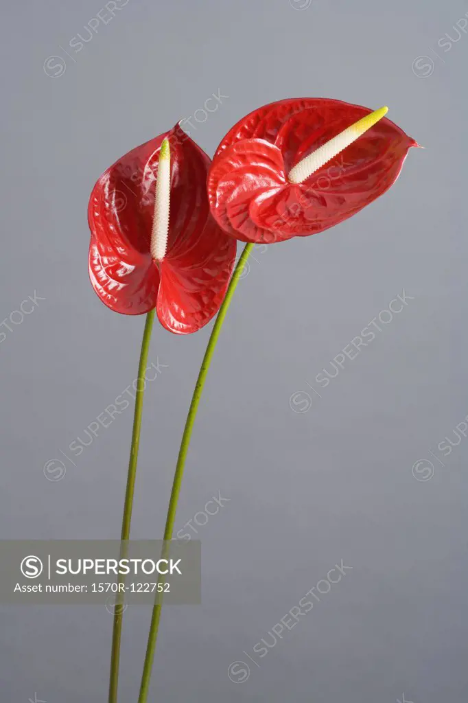 Two Red Anthuriums (Anthurium andreanum)