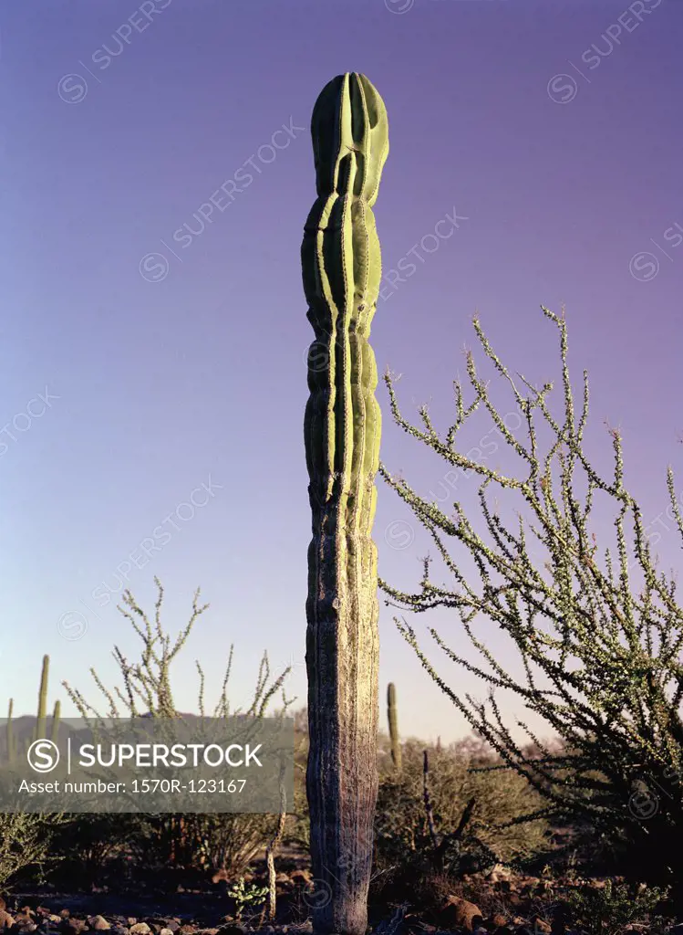 Baja California, Mexico, Latin America, Cardon Cactus (Pachycereus pringlei) & Ocotillo Cactus (