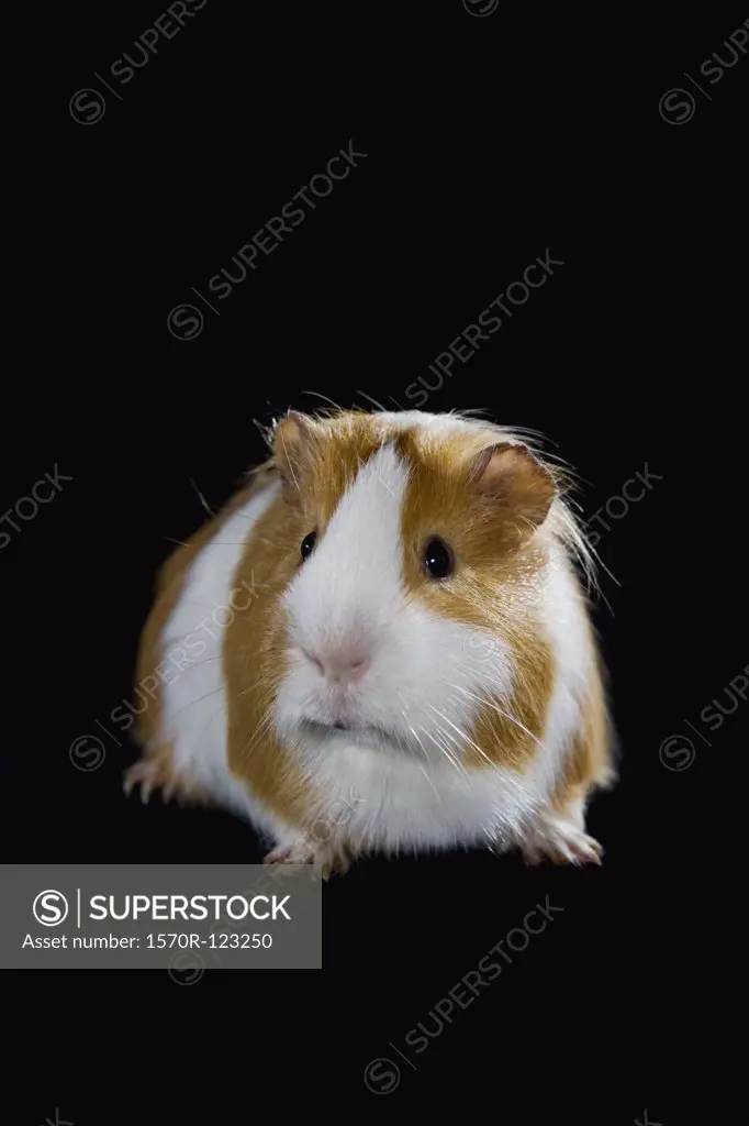A Guinea Pig