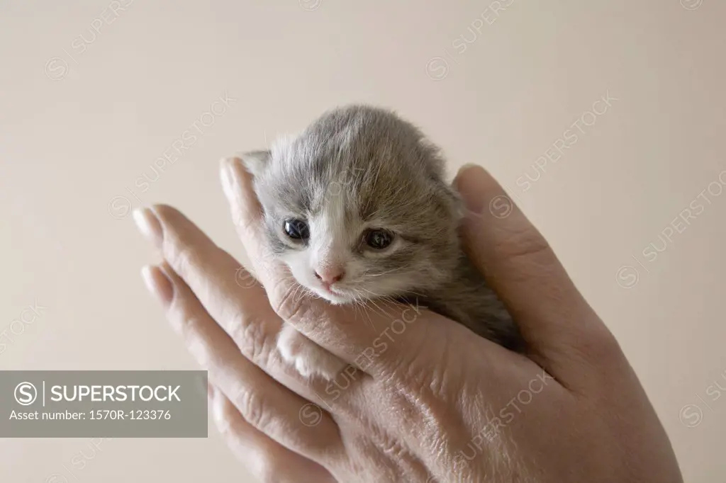 A human hand holding a kitten