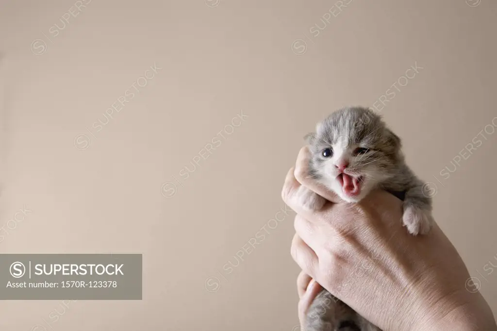 A human hand holding a kitten