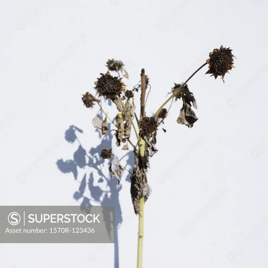 A stalk of dried sunflowers, Salzkammergut, Austria