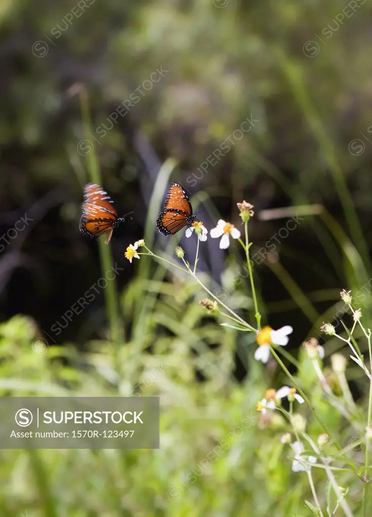 Two butterflies perching on a flower