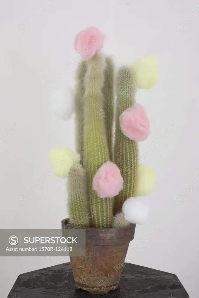A cactus plant with multi colored cotton balls stuck to it