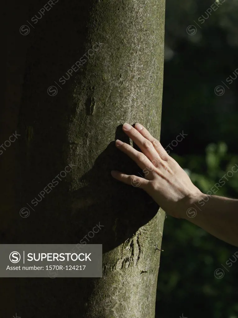 A human hand touching a tree trunk