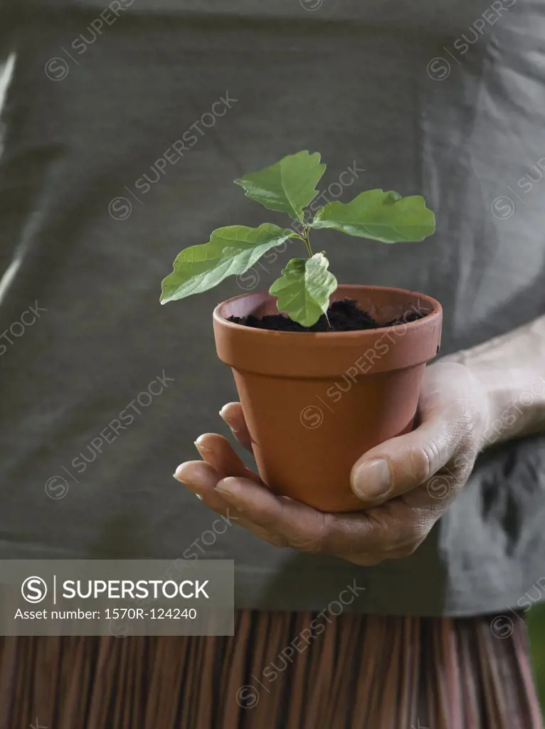 A cupped hand holding a potted plant