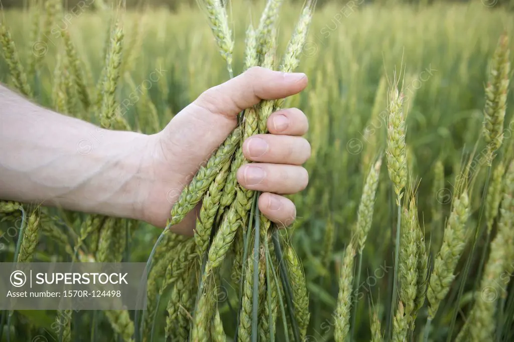 A hand holding wheat in a wheat field
