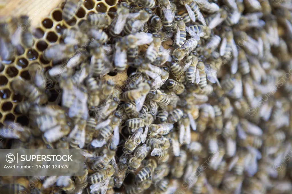 Honey bees (Apis mellifera)