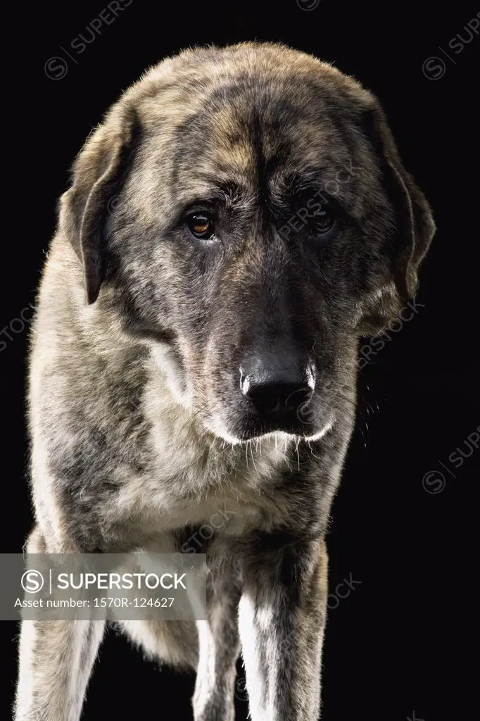 Anatolian Shepherd Dog, Portrait