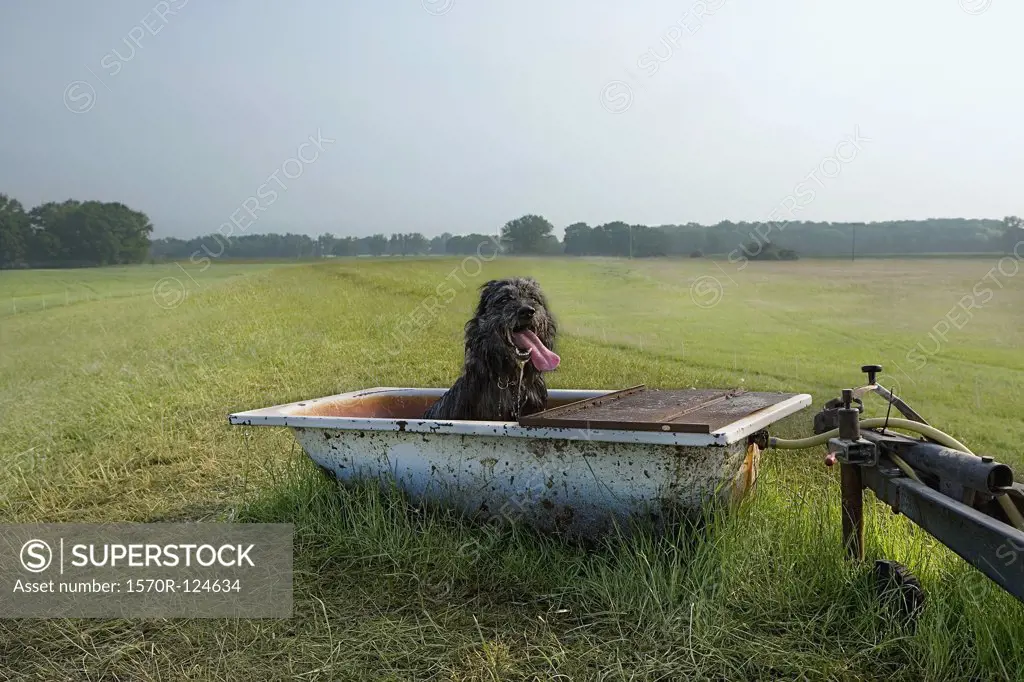 A dog sitting in a tub in a field