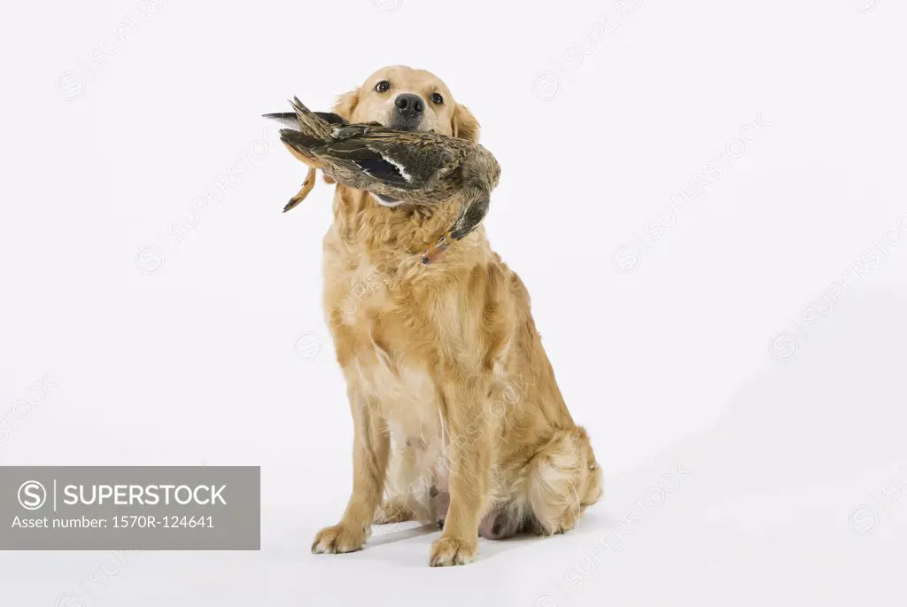 A Golden Retriever holding a dead duck in its mouth