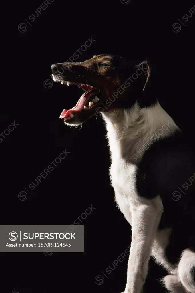 Fox Terrier, portrait