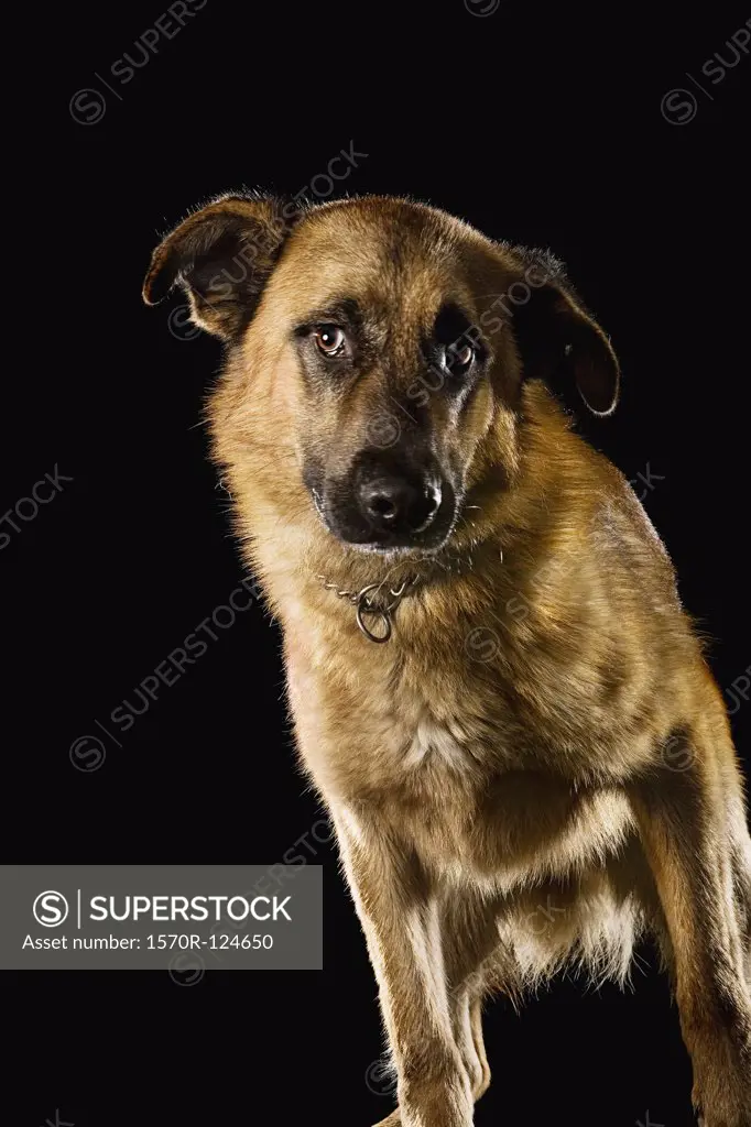 Mixed-Breed Sheepdog, portrait