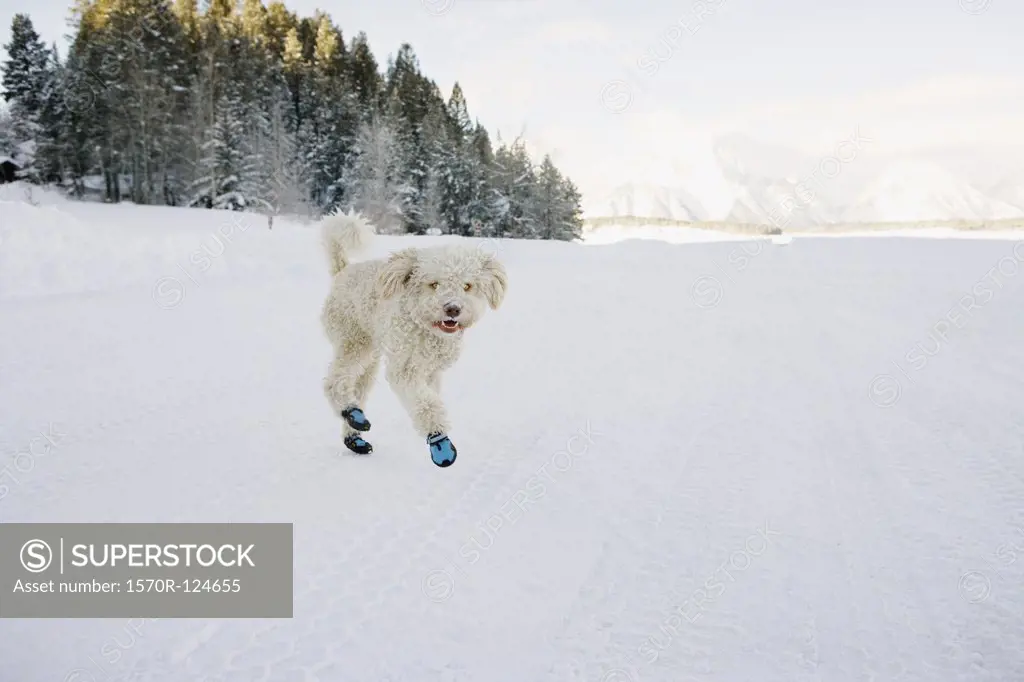 A Spanish Water Dog wearing booties and running through the snow