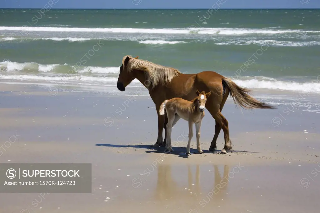 A wild Banker Pony mare and her foal, Outer Banks, North Carolina