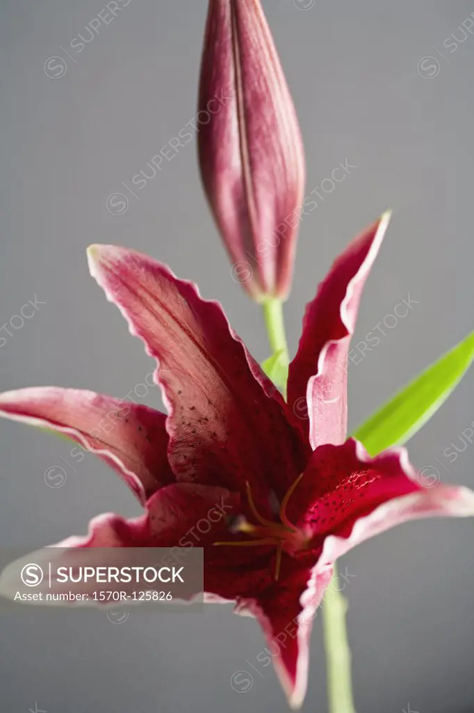 Stargazer lily (Lilium orientalis)