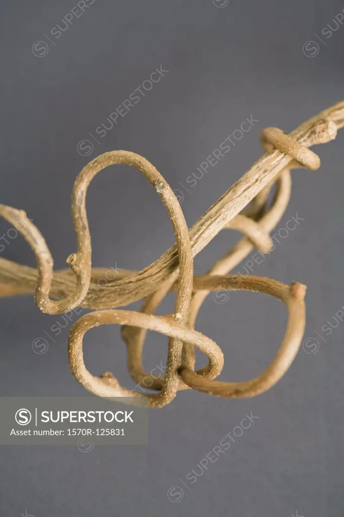 A dried plant root