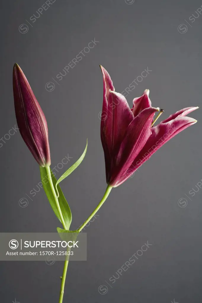 Stargazer lily (Lilium orientalis)