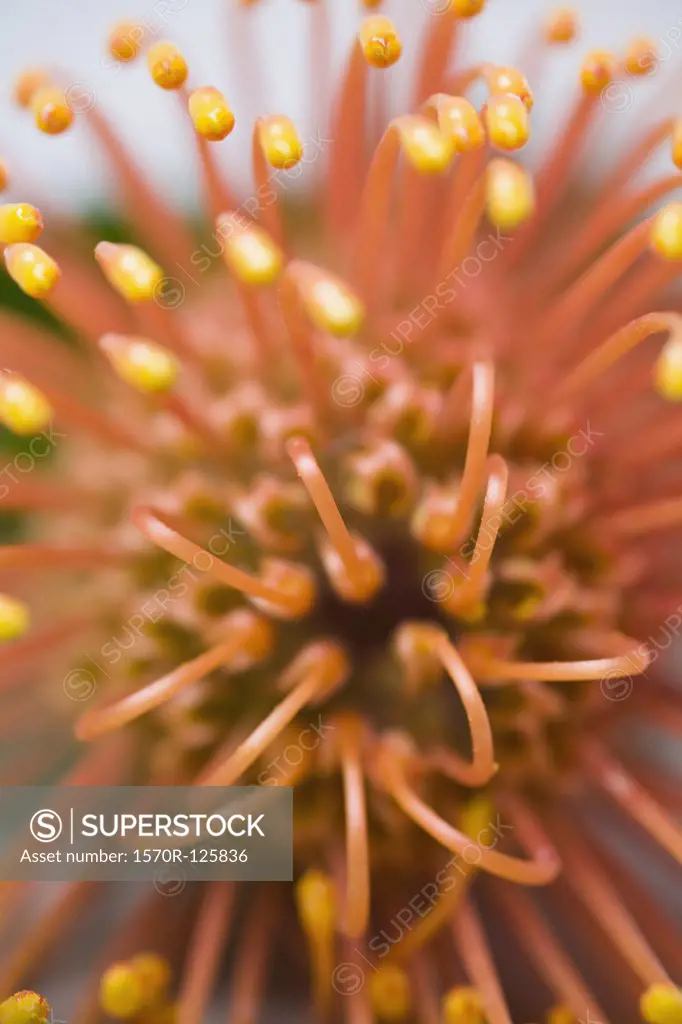 Silveredge Pincushion (Leucospermum patersonii)