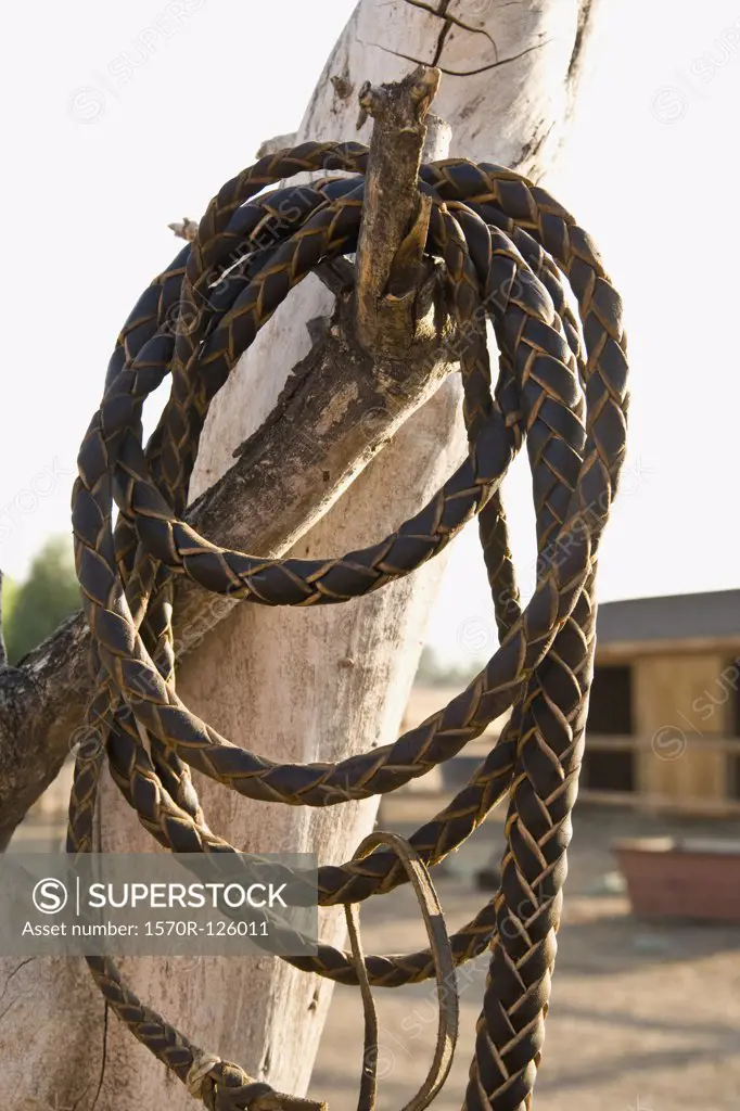 A leather whip hanging on a tree branch